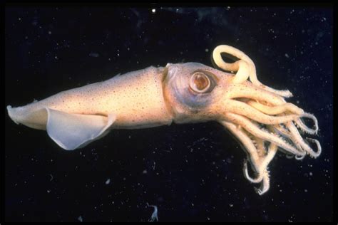 squid fish